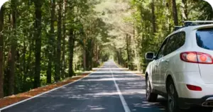 Auto fährt auf Straße durch den Wald